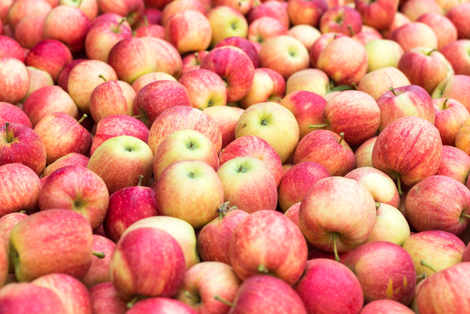 pile of red fresh apples.