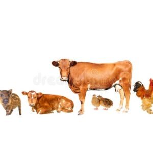 Livestock & Poultry Products